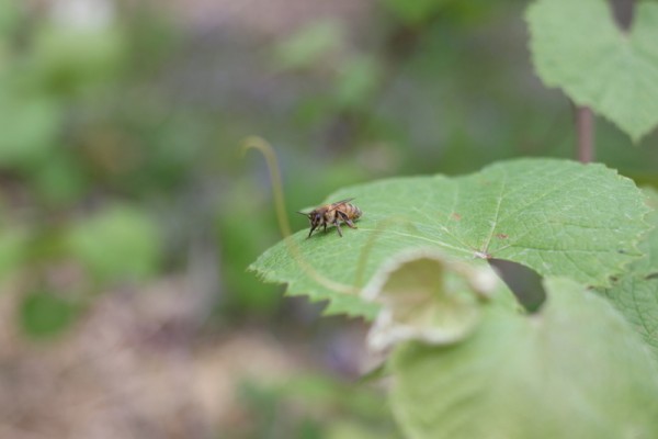 bee on grape leaf