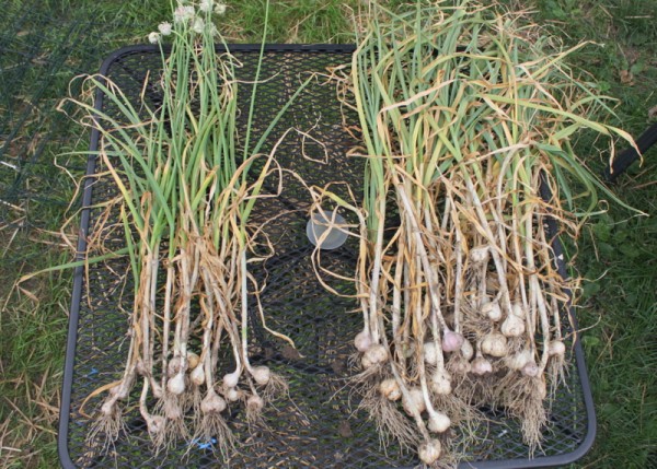 garlic scapes comparison