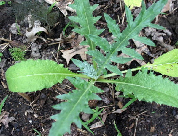 artichoke seedling