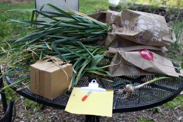 harvested garlic in paper bags