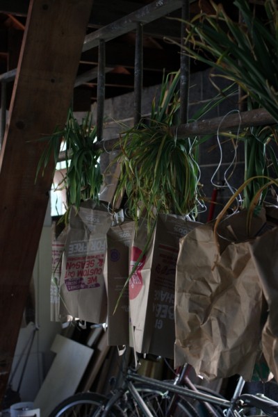 garlic hanging in paper bags in garage