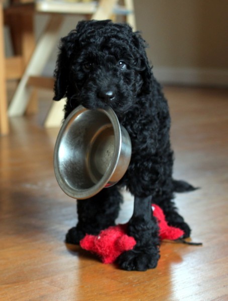 puppy carrying food bowl