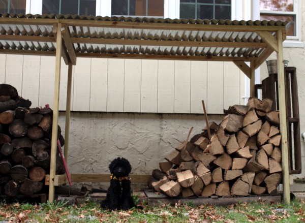 puppy with new woodshed