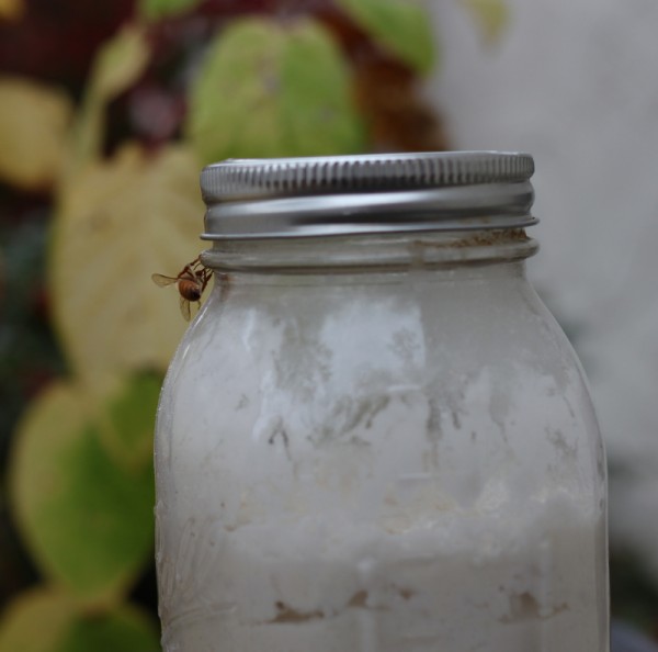 sourdough culture in jar