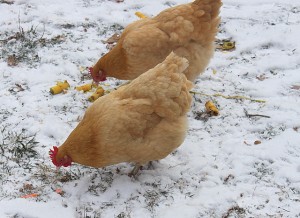 chickens eating scraps in the snow