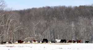 animals grazing in winter