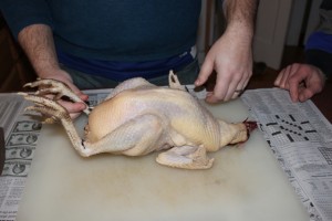 chicken before butchering
