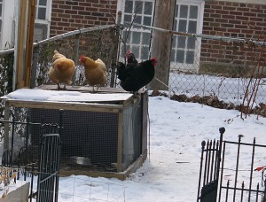 chickens standing on the coop in winter