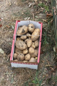 homegrown potato harvest