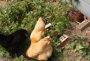 chickens nesting in potatoes