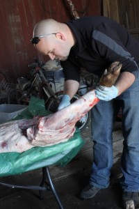 home slaughtered pig leg