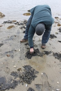 silty sand digging for clams