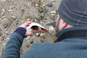 whole conch welk found on beach