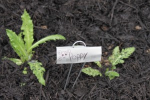 deadly garden poppy label