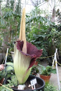 corpse flower at Ohio State