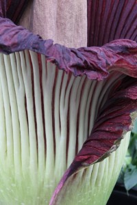 folds of the corpse flower bloom