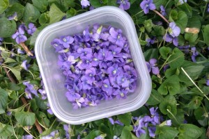 collecting edible violets