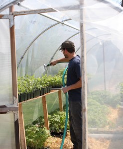 watering in greenhouse at swainway