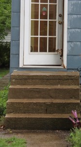 little dog peeking out the door