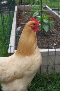chicken looking at fenced raised bed