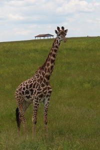 giraffe at the wilds