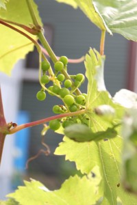 backlit homegrown grapes