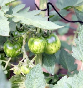 violet tomato growing