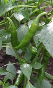 nardello peppers growing