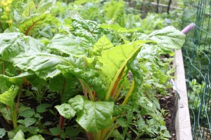swiss chard and greens in early summer