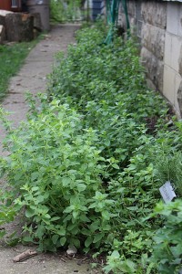 herbs in a sideyard