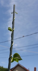 bean climbing a pole