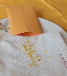 placing seeds in envelope