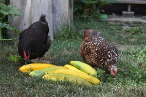 feeding chickens cucumbers