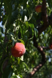 peach at branstool orchard