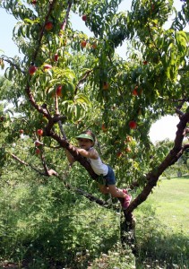 child climbing tree to reach peach