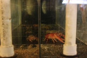 ohio freshwater shrimp