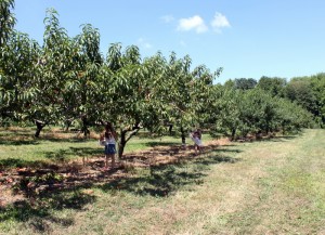apple trees at apple hill orchard mansfield ohio
