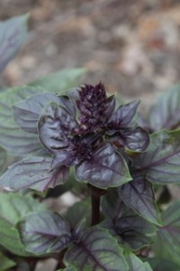 purple basil flower