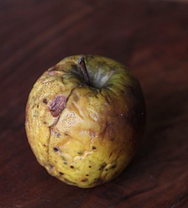 wrinkled old apple
