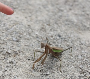 praying mantis at darby creek