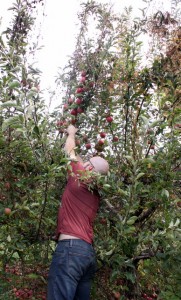 picking enterprize apples at lawrence