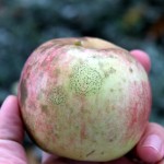 low chemical apple