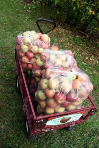 apple cart with three bushels