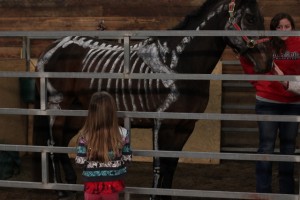 open house osu equine skeleton horse