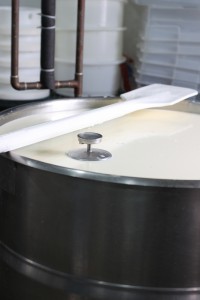cultured milk for cheese