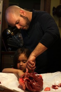 examining a beef heart