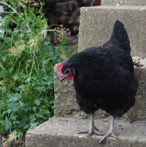 black australorp backyard chicken 