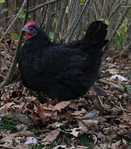 black australorp chicken digging in leaves