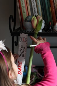 child measuring amaryllis bloom