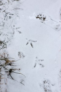chicken footprints in snow
